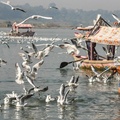 Siberian seagulls, Narmada river, Jabalpur, India
